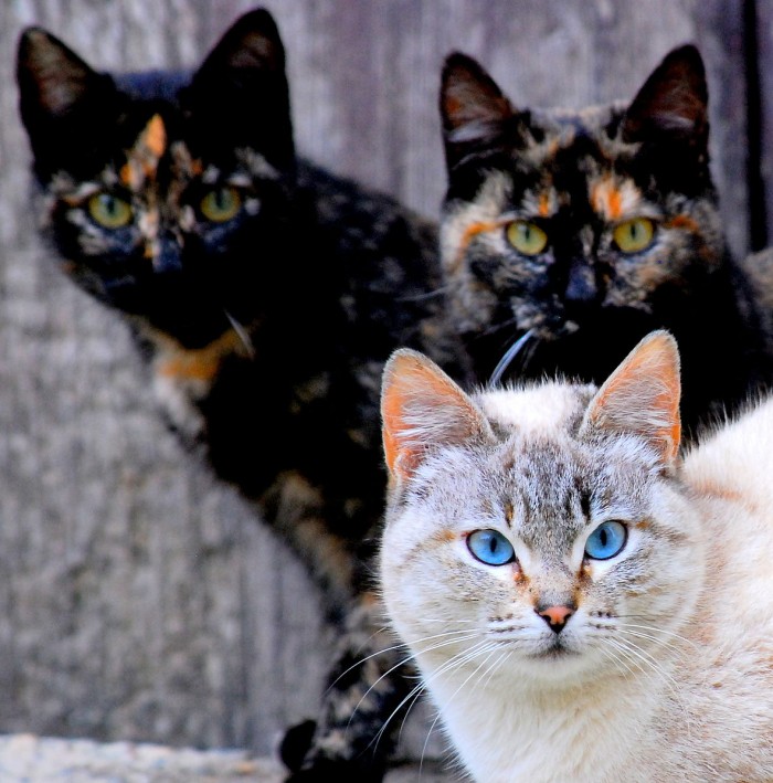 1182px-Group_of_cats.jpg