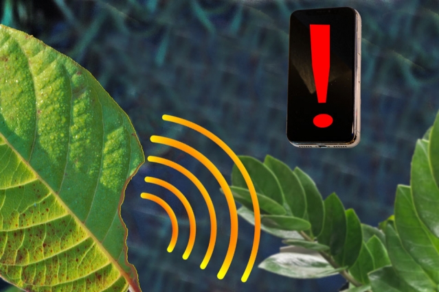 MIT-Plant-Sensor-01_0.jpg