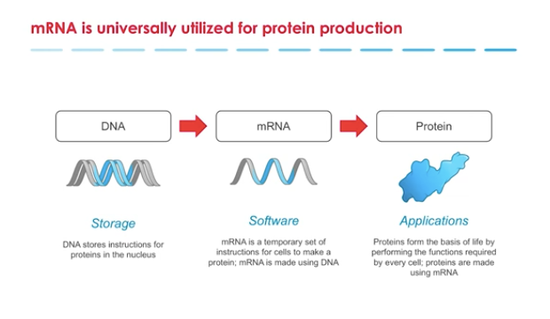 mRNA疫苗的生物学原理，图片来自Moderna