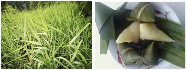 图1：芦苇叶（摄影：曹承娥） 图2：芦苇叶包的粽子（来源：妈妈网）