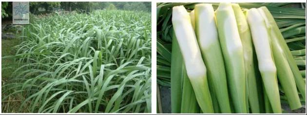 图1：菰的叶子（来源：中国植物图像库） 图2：茭白（来源：百度百科）