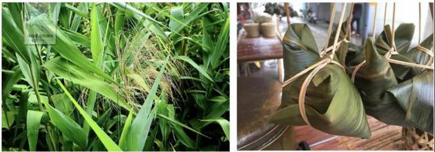 图1：粽叶芦（来源：中国植物图像库） 图2：粽叶芦包的粽子（来源：奇闻趣事百家号）