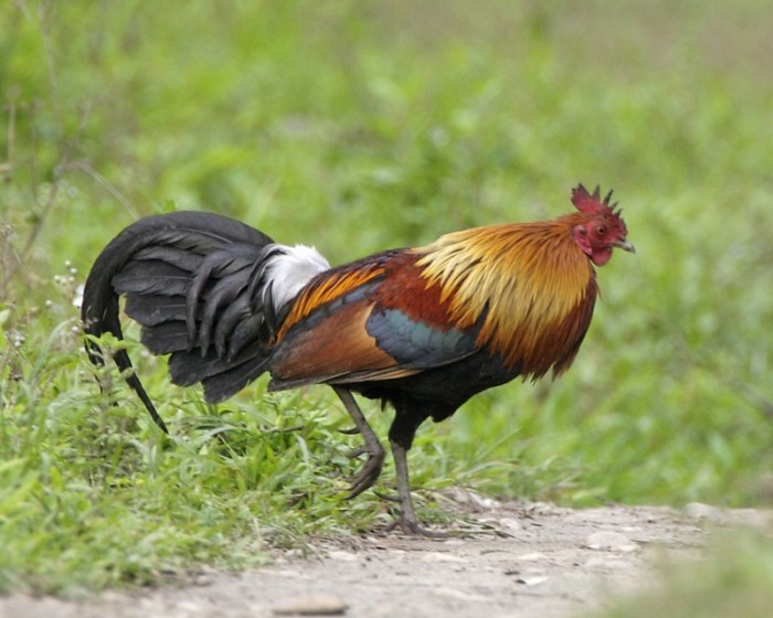 Gallus_gallus_male_Kaziranga_0.jpg