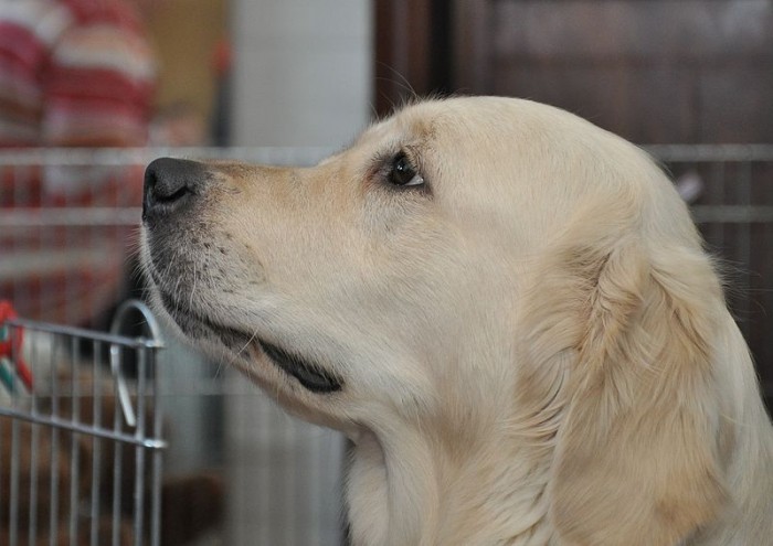 800px-Volwassen_Golden_Retriever_teefje.jpg