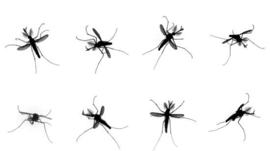 8个视角下蚊子的飞行视图 图源：nature video