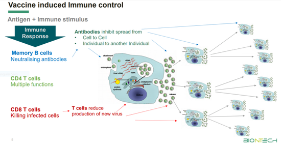 病毒引发的免疫反应在抑制病毒增殖方面的作用