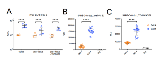 胞实验认为出现D614G变异的新冠病毒株（蓝色），感染培养细胞的能力更强