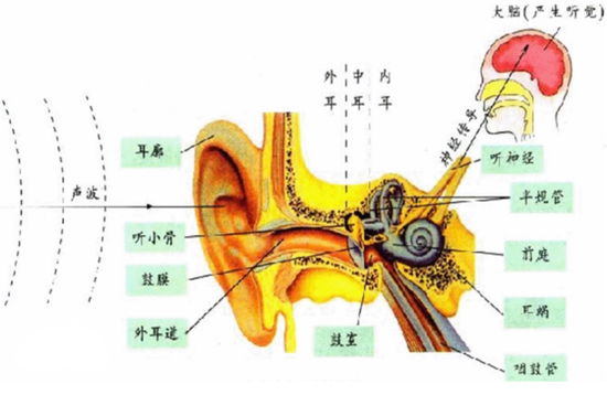 听觉传到通路（图片来源：百度百科）