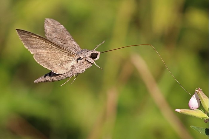 800px-Convolvulus_hawk-moth_(Agrius_convolvuli)_2.jpg