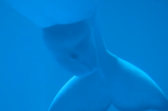 水族馆拍到白鲸产子瞬间：游动中宝宝似蠕虫滑出