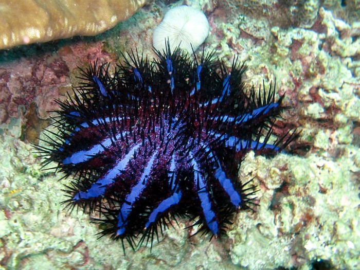 800px-Crown_of_Thorns_Starfish_(5457578925).jpg