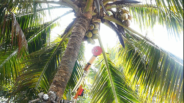 实地场景中爬树采摘椰子。