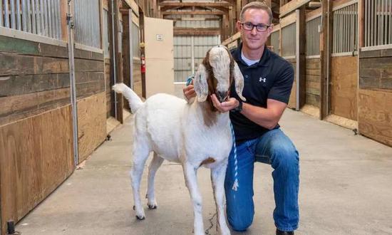 华盛顿大学生殖生物学家 Jon Oatley 在给一头山羊“代父”喂食。图片来源：Bob Hubner， Washington State University