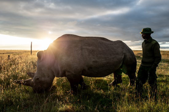 Najin和她的饲养员 Zacharia Mutai © Justin Mott / Ol Pejeta