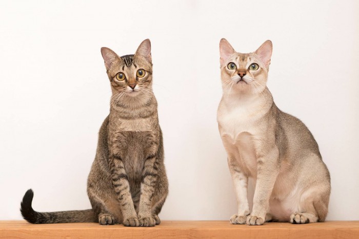 1600px-Singapura_Cats.jpg
