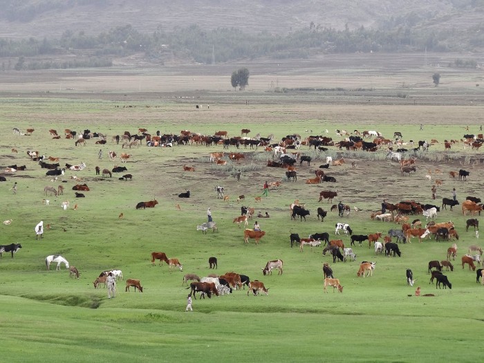 1600px-Cattle_Graze_in_Fields_-_Outside_Korem_-_Ethiopia_(8722293847).jpg
