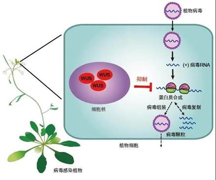 干细胞抗病毒蛋白广谱抗病毒示意图。美术设计：武海军等