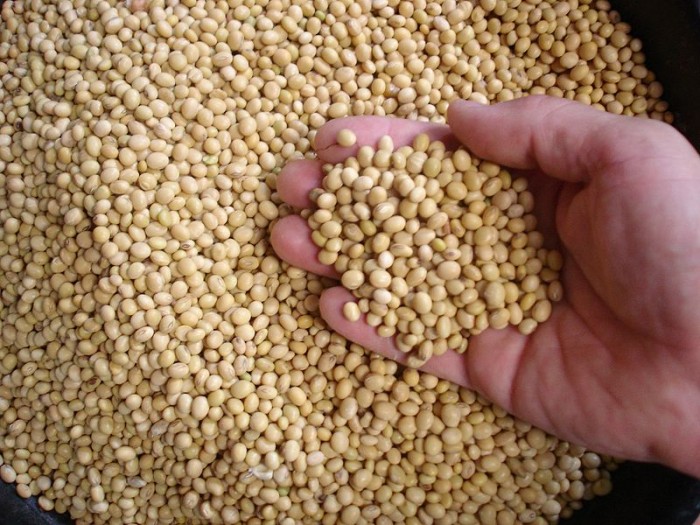 Soybeans_(marketed_2.jpg