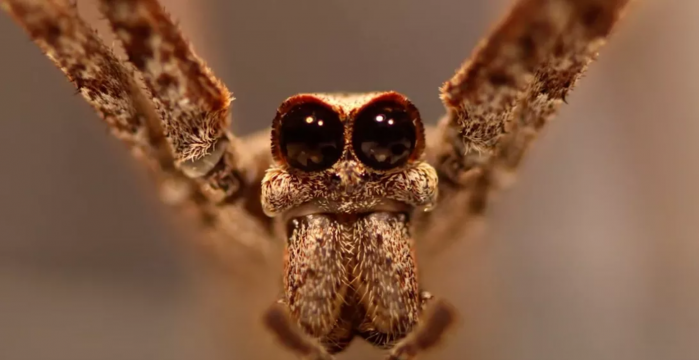 Screenshot_2020-10-30 Spiders that hear with their legs are 'some of the coolest spiders on the planet'.png