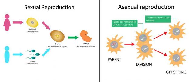 图为有性生殖和无性生殖的过程。