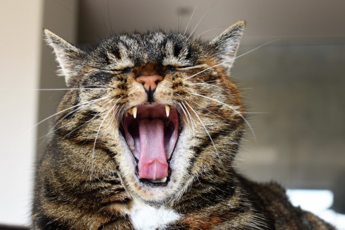 cat_mackerel_cats_maul_cats_teeth_yawn_tired_rest_tongue-800246.jpg!d.jpg