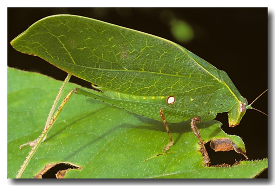 秋季变化的叶色可能也会让原本伪装成绿叶的昆虫在树上暴露 图片来源：lochmantransparencies.com