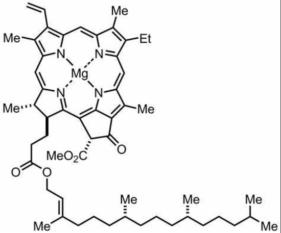 叶绿素化学式，核心结构中由四个吡咯与金属镁结合，每分子叶绿素含四个氮图片来源：synarchive.com