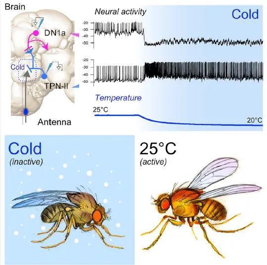 随着气温从舒适的25℃开始下降，感知寒冷的神经细胞TPN-II持续发送信号，而脑中接收信号的神经细胞DN1a活动性持续受到抑制