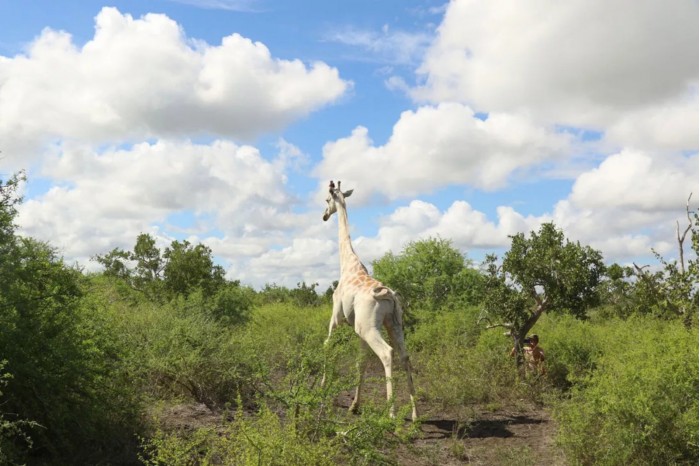 Screenshot_2020-11-19 whitegiraffe jpg（WEBP 图像，1092x728 像素） - 缩放 (81%).jpg