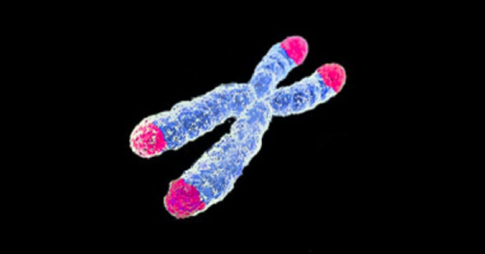 800px-Telomeres.png