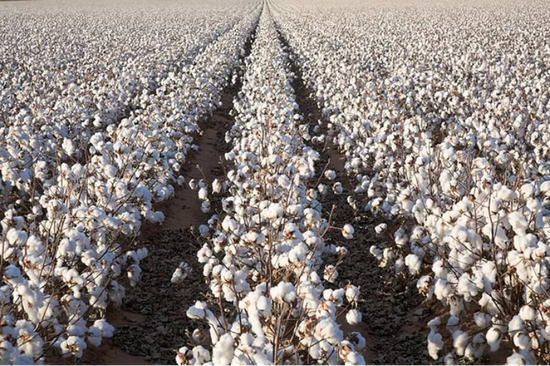 图2 棉花种植大国乌兹别克斯坦的棉田