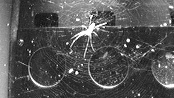 space-spider-1280x720.jpg