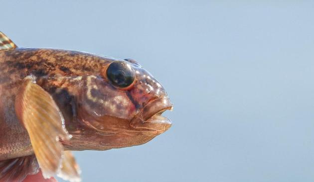 黑口新虾虎鱼(neogobius melanostomus)通常栖息在岩石上,其鱼鳍"像灵