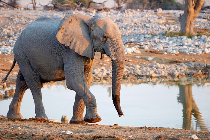 800px-Young_African_Elephant_2019-07-23.jpg