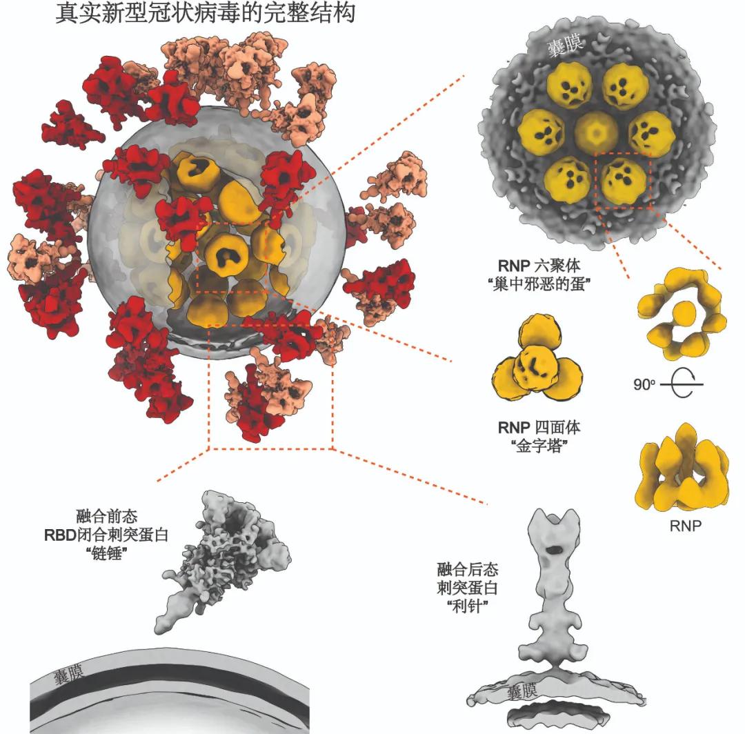 灭活新冠病毒全病毒三维精细结构（李赛实验室供图）