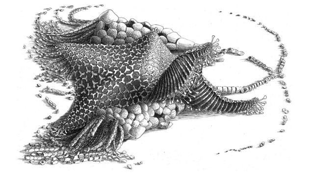 该远古新物种被命名为Cantabrigiaster fezouataensis，外形颇似海星，但缺少现代海星生物的显着特征，它没有蛇尾海星的细长触角，也没有现代海星结实的外壳，因此研究人员推测它是现代所有海星物种的祖先。