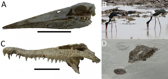 figure7a.jpg