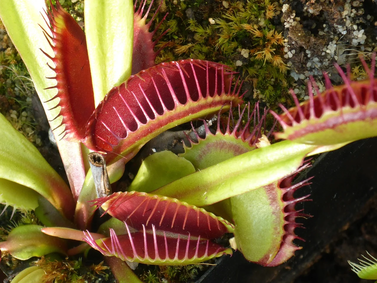 venus-flytrap-1531345_1280.webp