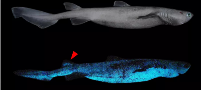 kitefinshark.png