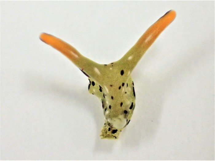 Head-of-Elysia-cf-marginata-777x583.jpg