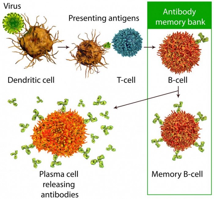 Virus-Defense-777x723.jpg