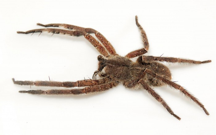 Phoneutria-boliviensis-in-Peruvian-Amazon-scaled.jpg