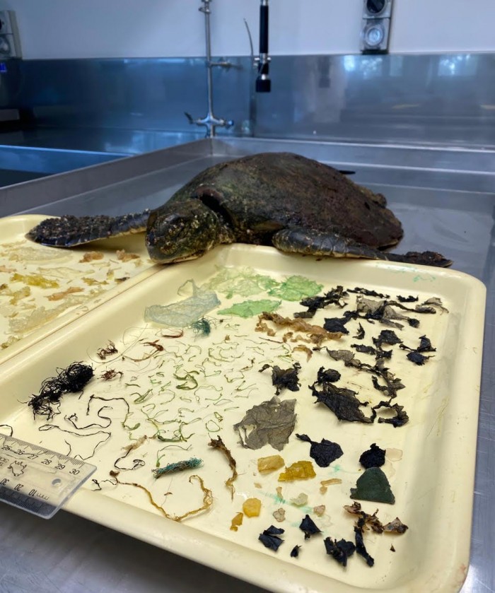 Stomach-Contents-of-a-Green-Sea-Turtle.jpg