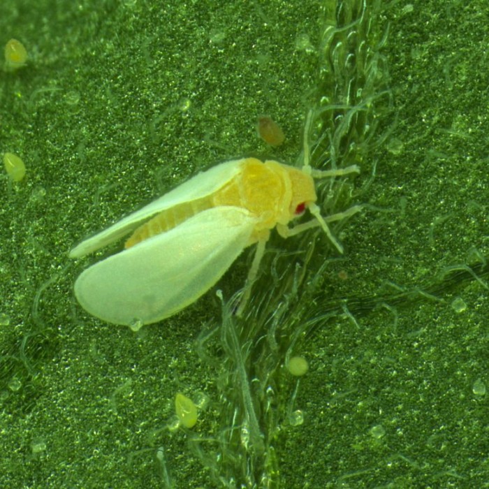 Whitefly-Feeding-on-Leaf-777x777.jpg