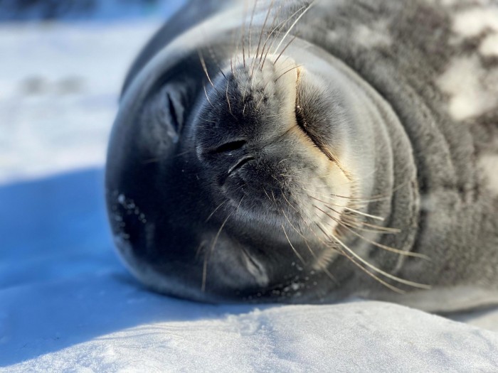 Weddell-Seal-scaled.jpg