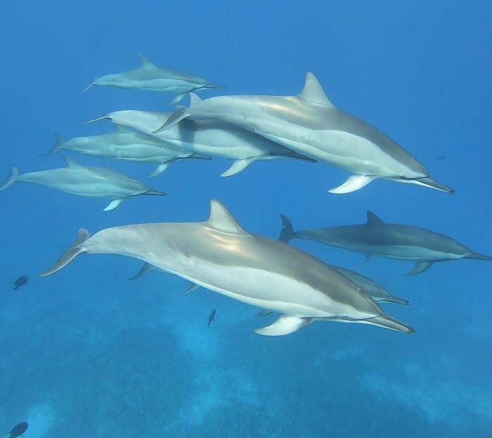 Hawaiian-Spinner-Dolphins.jpg