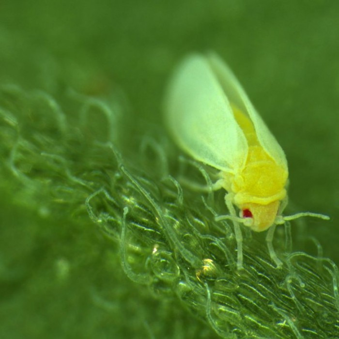 Whitefly-on-Leaf-777x777.jpg