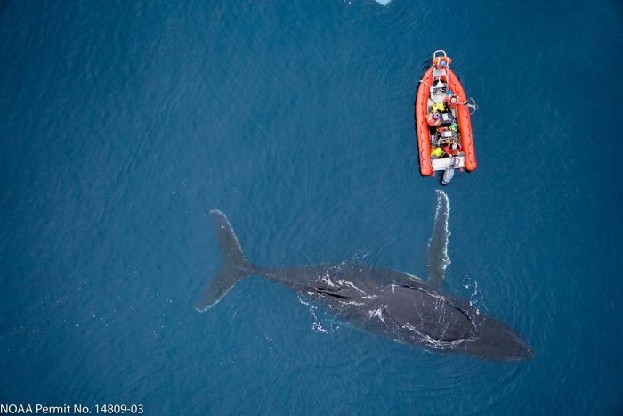 Humpback-Whale-With-Researchers-scaled.jpg