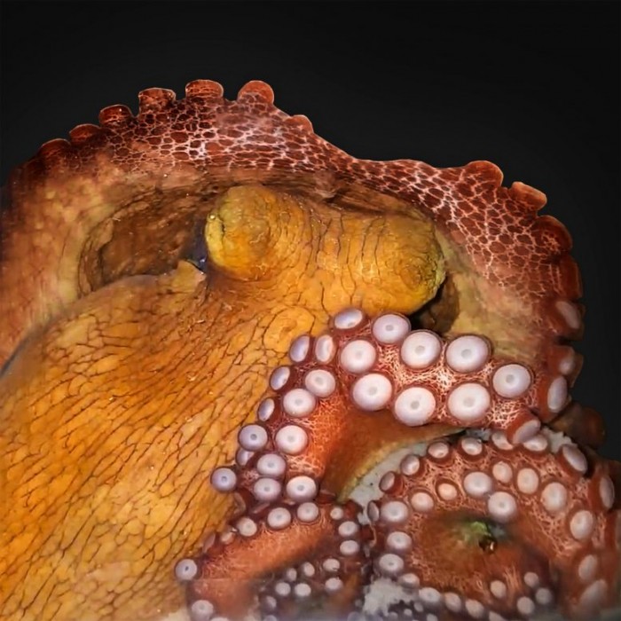 Octopus-in-Active-Sleep-777x777.jpg