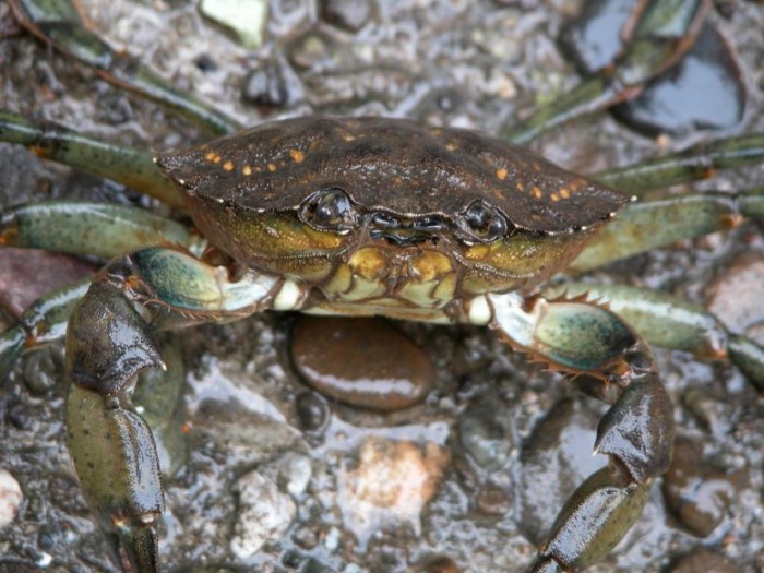 European-Green-Crab-Closeup-777x583.jpg